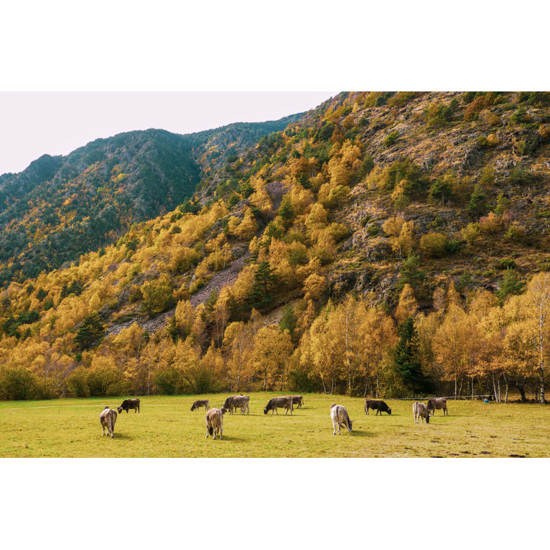 Cows Grazing In Meadow by Manel Vinuesa - Wrapped Canvas Print, 30cm H x 46cm W