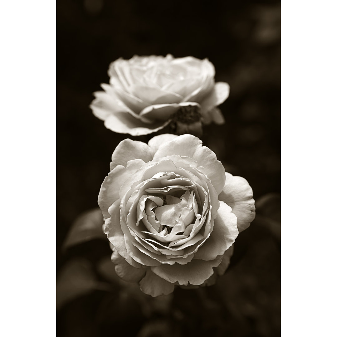 Künstlerische Rose in Sepia - Fotografie ohne Rahmen auf Leinwand