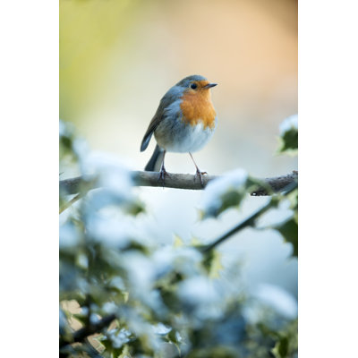 Robin par Andrew_Howe