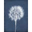Puffy Seed III Print by Chris Dunker-26727399-26727398