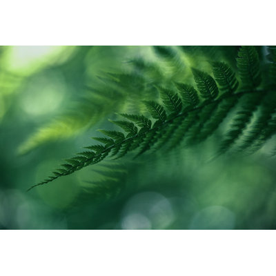 Fern Background - Wrapped Canvas Print