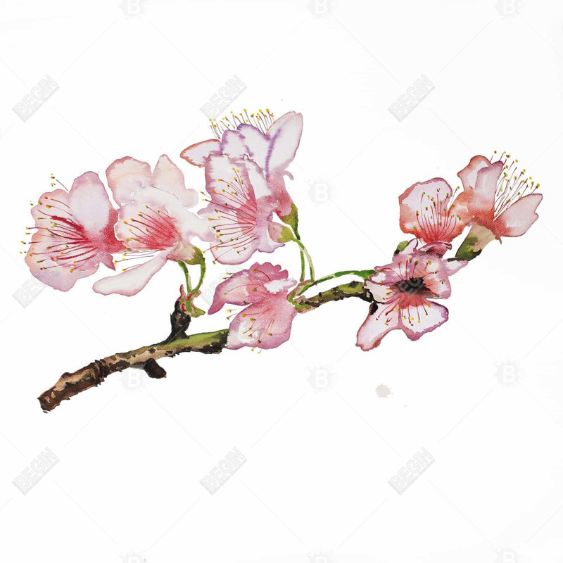 "Branche de fleur de cerisier en rose"