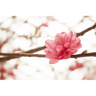 «Chinese Lunar New Year» par - Photographie sur toile tendue