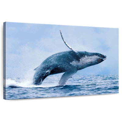 Baleine à bosse Brampt