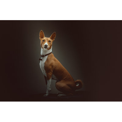 Basenji Terrier Dog 1 Piece Wrapped Canvas Wall Art