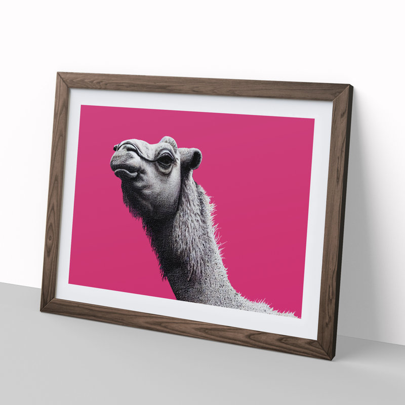 Legendary Camel - Single Picture Frame Print, 34cm H x 46cm W x 2cm D, Walnut Framed