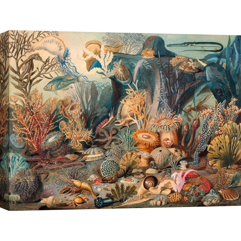 Ocean Life by James M. Sommerville - Wrapped Canvas Art Prints, 60cm H x 80cm W x 4cm D