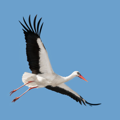 " Flying White Stork "