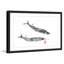 « aiguille fish », reproduction d’art encadrée-20586094