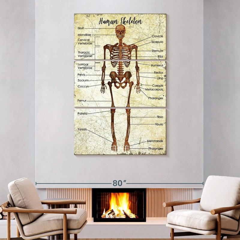 Keiri Human Skeleton Chart, 74" H x 48" W