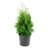3 gal. Arborvitae Green Giant