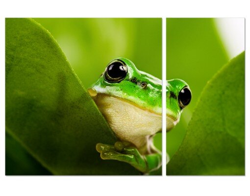 Leinwandbild Tree Frog