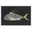 " Roosterfish " by Warren Sellers-19067484-40536341