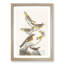 A Collection of Birds by John Audubon - Framed Print-55457837-55457835