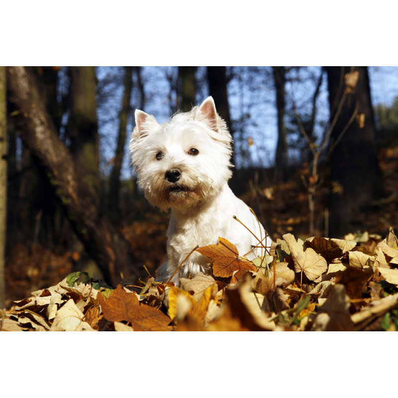 West Highland White Terrier by Natenn - Wrapped Canvas Print, 30cm H x 46cm W