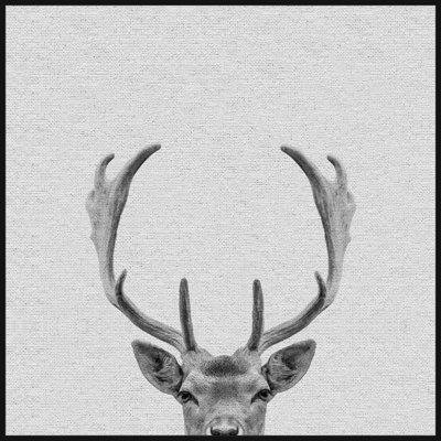 Buck Surprise II - Drawing on Canvas