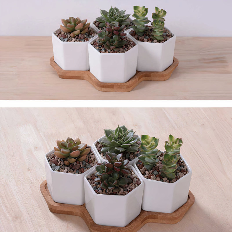 Jhasmin Ceramic Pot Planter
