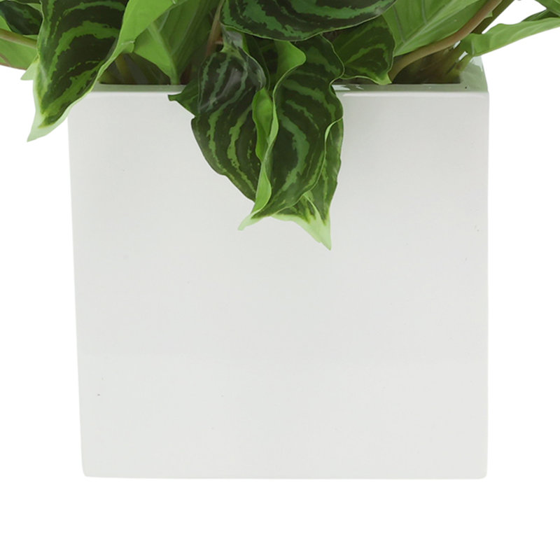 Plante Rohdea Japonica en pot de Fiberstone