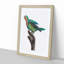 A Yellow-Crowned Parakeet by F. Levaillant - Framed Print-55457344-55457348