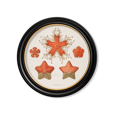 Haeckel by Mid-1800s - Single Picture Frame Print on Archival Matt 230gsm Paper