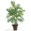 Plante de palmier Silk Areca