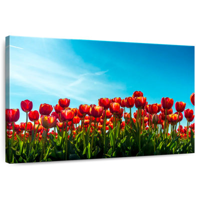 Harnek Red Tulip Flowers