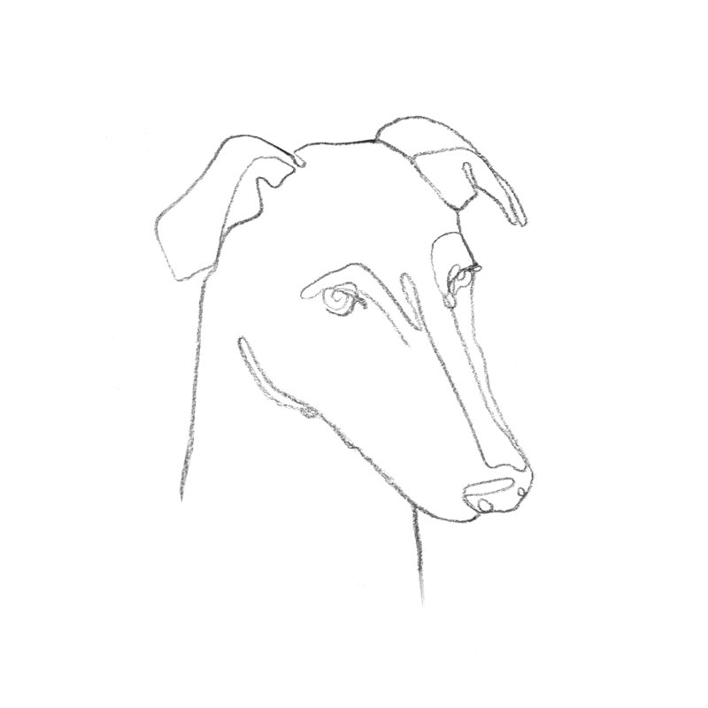 Greyhound Pencil Portrait II by Emma Scarvey - Wrapped Canvas Print, 91cm H x 91cm W