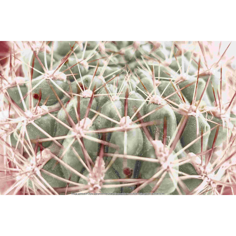 Gros plan d'un cactus, H 8 po x l 12 po