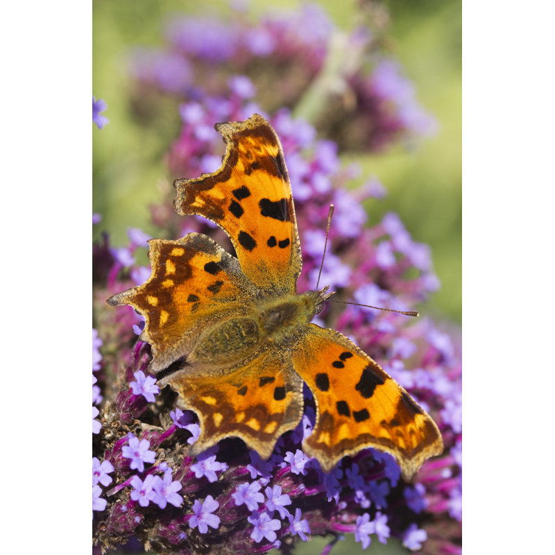 Comma Butterfly - Wrapped Canvas Print, 46cm H x 30cm W x 3.8cm D