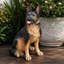 Statue d'extérieur chien de berger allemand pour jardin