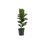 Live Fiddle Leaf Fig Plant, 6" Diameter