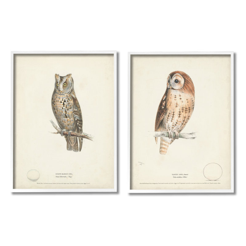 Owl Breeds, H 14 po x l 11 po x P 1,5 po, Giclée encadrée blanc bord de mer