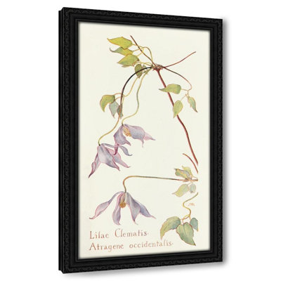Lilac Clematis (1915)