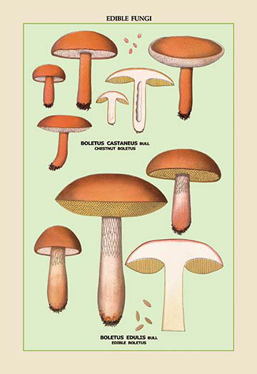 Buyenlarge 'Edible Fungi: Boletus Castaneus and Edulis' Graphic Art ...