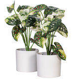 11.5'' Faux Plant in Pot
