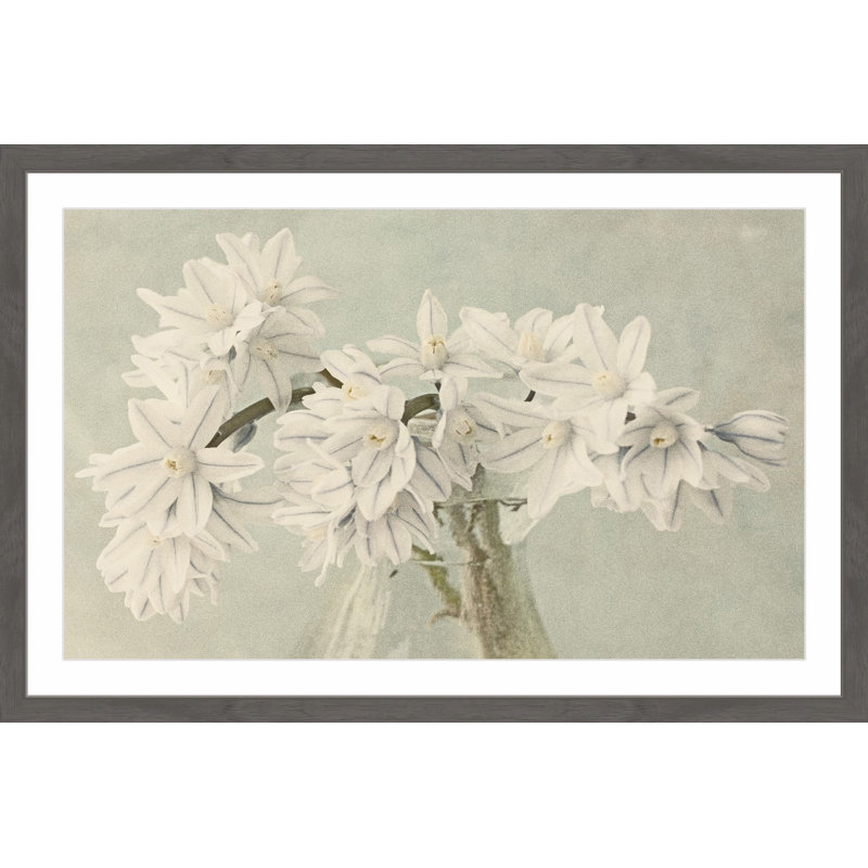 « white narcissus », reproduction d’art encadrée, H 24 po x l 36 po x P 1,5 po