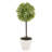Olive Tree Tree in Pot-35176877-35176879
