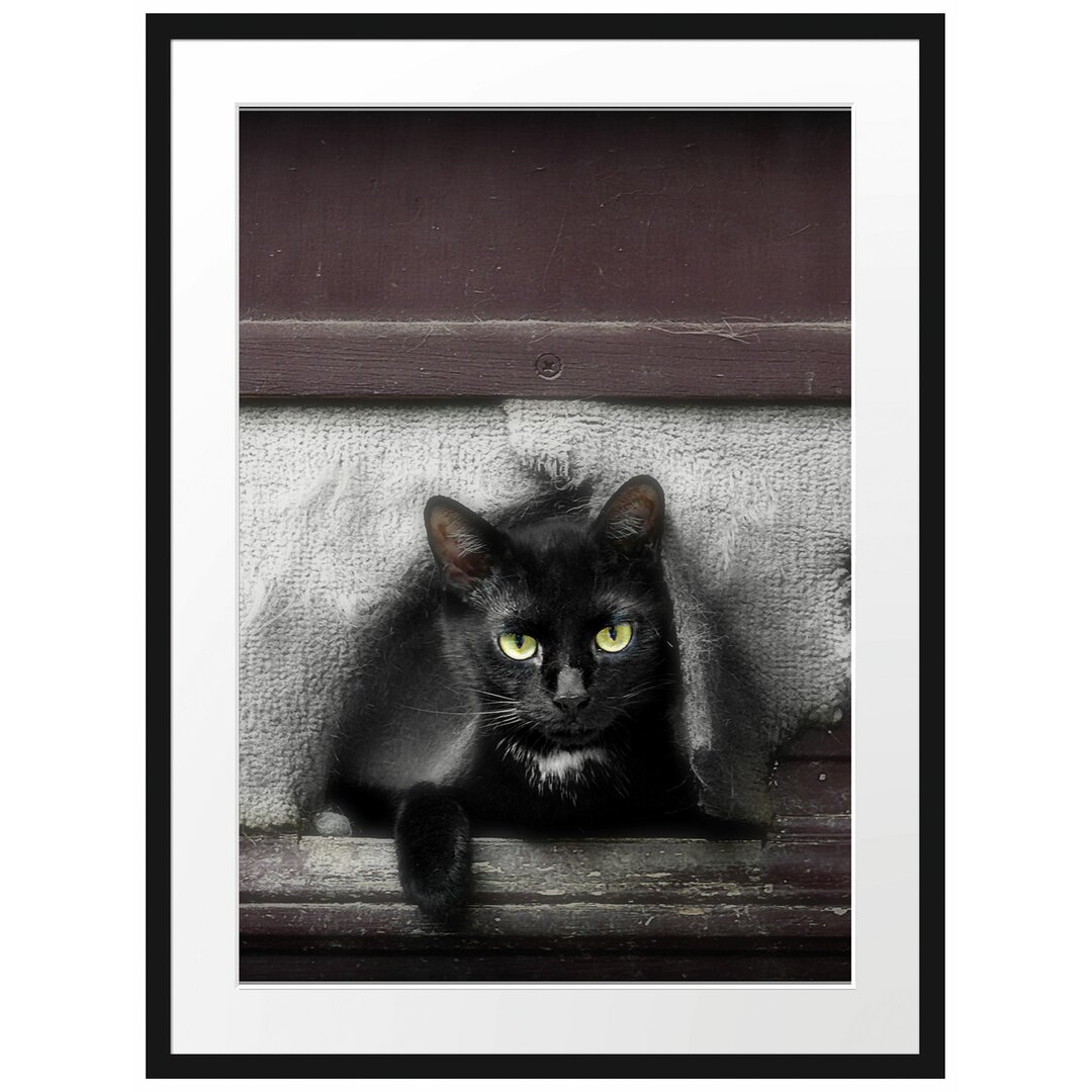 Katze in der Hundeklappe Gerahmte Fotokunstdruck Poster