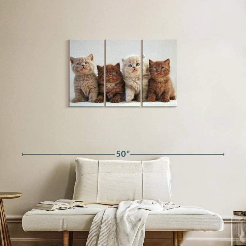 Brampt British Shorthair Cats, H 20 po x l 33 po