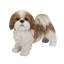 Shih Tzu debout