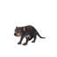Statue de Tasmanian Devil