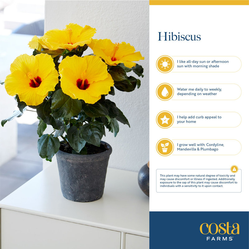 Hibiscus in Grower Nursery Pot