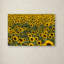 Ann «Sunflower Scene», reproduction de photo sur toile tendue Ann-24189757