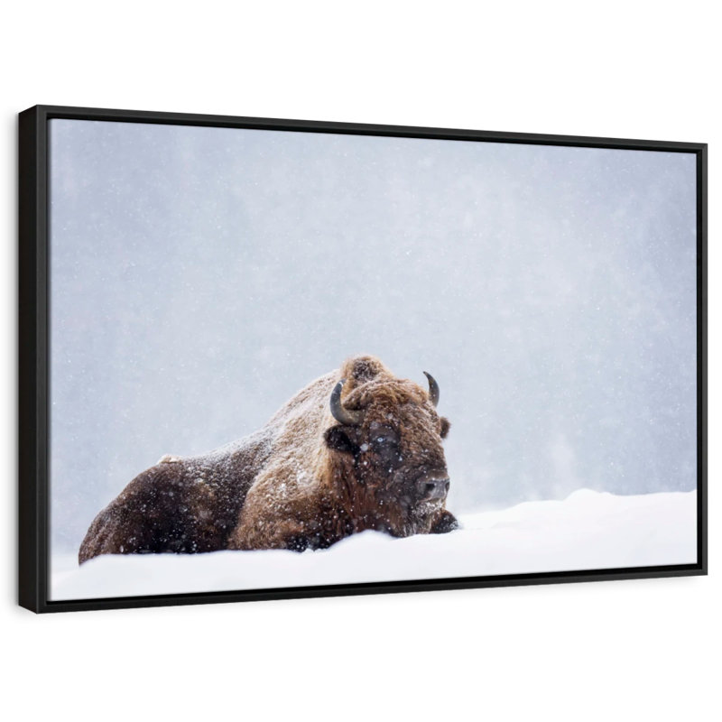 Impression de toile de bison «Snow Bathing», H 21 po x l 31 po