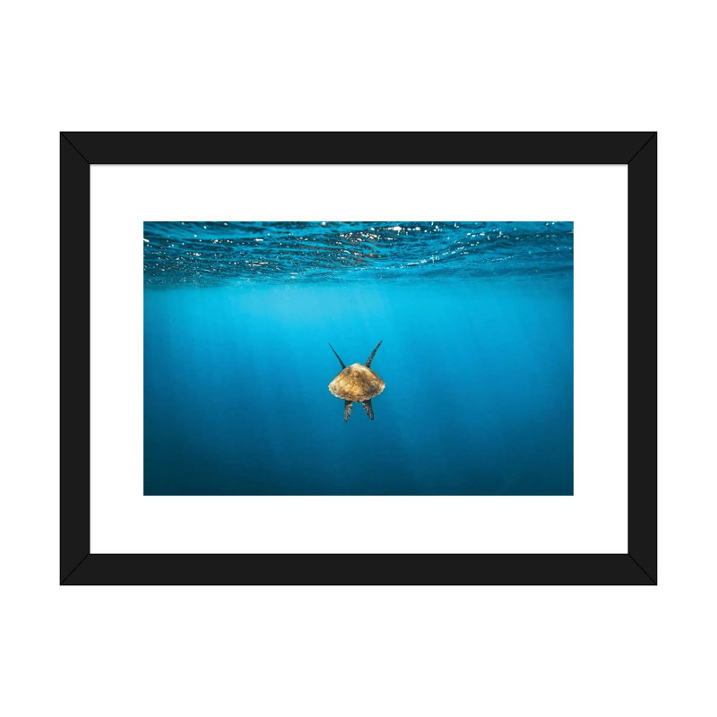 «Suite de la tortue dorée sous l'eau» par James Vodicka - reproduction, Papier encadré noir, Blanc