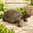 Walking Tortoise Garden Statue