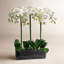Orchid Stem in Glass Vase