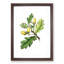 English Oak Tree Illustration - Picture Frame Painting Print-55539652-55539656