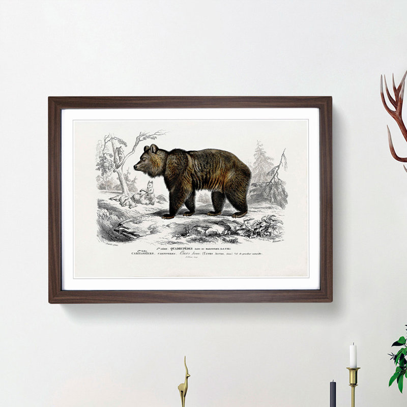 Brown Bear by Charles d'Orbigny - Picture Frame Painting Print, Walnut Framed, 27cm H x 36cm W x 2cm D