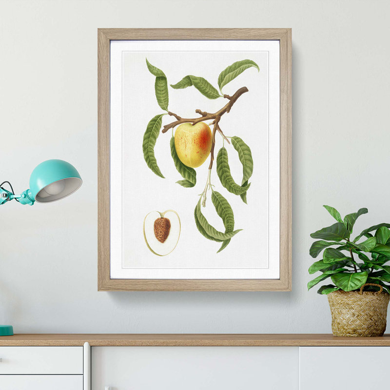 An Illustration Of A Peach Tree by Giorgio Gallesio - Single Picture Frame Painting, Oak Framed, 63cm H x 45cm W x 2cm D